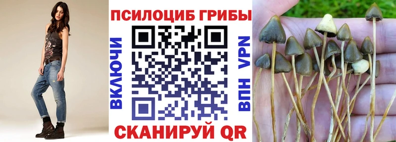блэк спрут как зайти  Рубцовск  Псилоцибиновые грибы Magic Shrooms 